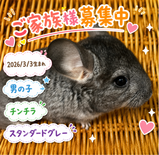 2026.3.3生まれ